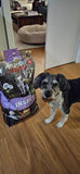 Insect Protein & Hemp Seed Oil Dry Dog Food