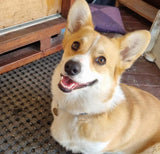 Kangaroo Liver Treats 200g